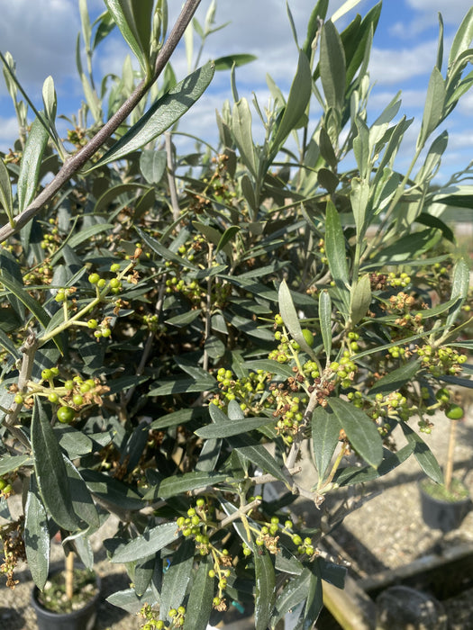 Olea Europea - Olive 1/2 Standard 7 Litre Pot 100 cm Stem