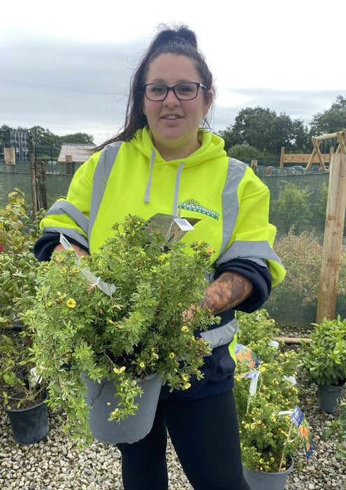 Potentilla fruticosa Double Punch Mango 4.5 Litre Pot