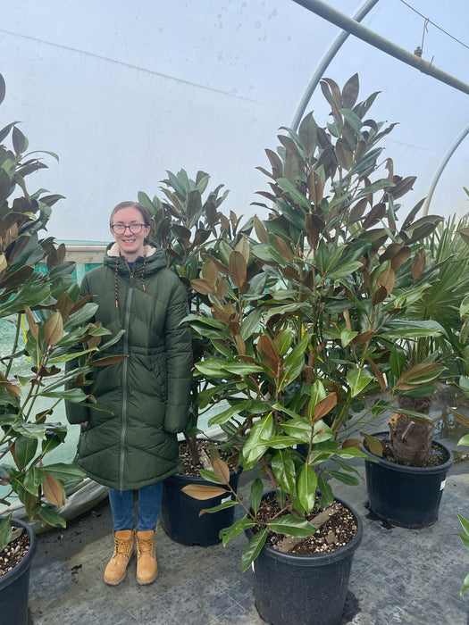 Magnolia Grandiflora Gallisoniensis 55 Litre Pot 150-175cm