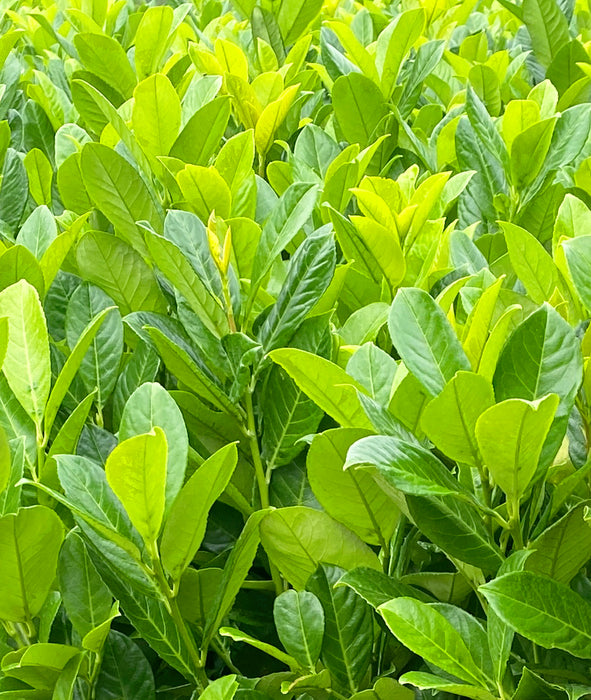 Cherry Laurel hedging 270-300cm Super Wide