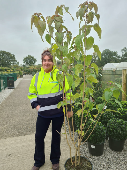 Clerodendrum Trichotomum Fargesii 20 Litre 175cm Tall