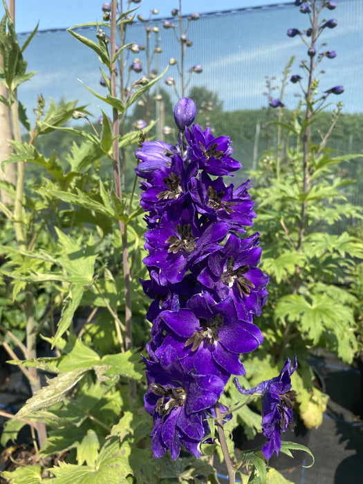 Delphinium Black Knight 3 Litre Pot