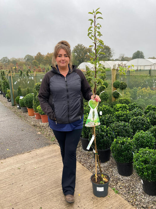 Pear Condo Ballerina 5 Litre Pot