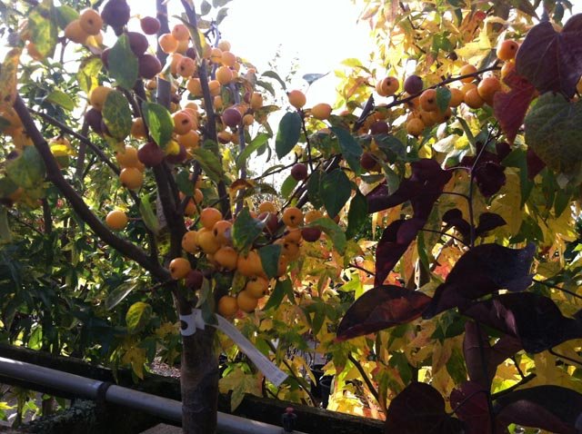 Malus Yellow Siberian Half Standard 15 Litre Pot