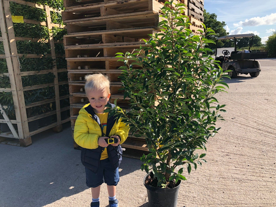 Prunus Lusitanica Myrtifolia Portuguese Laurel 7 Litre 100/110cm