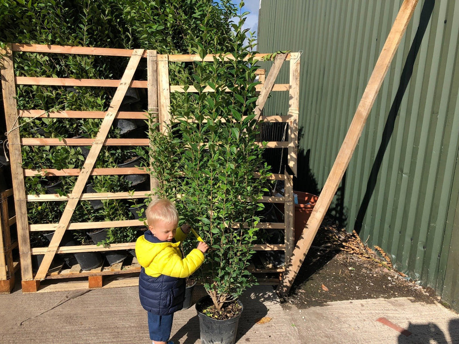 Green Privet 10 Litre 140/150cm