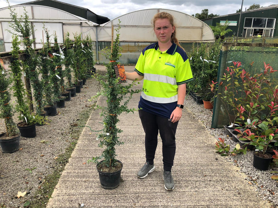 Pyracantha Red Sapphire 7.5 Litre Pot 125-150cm