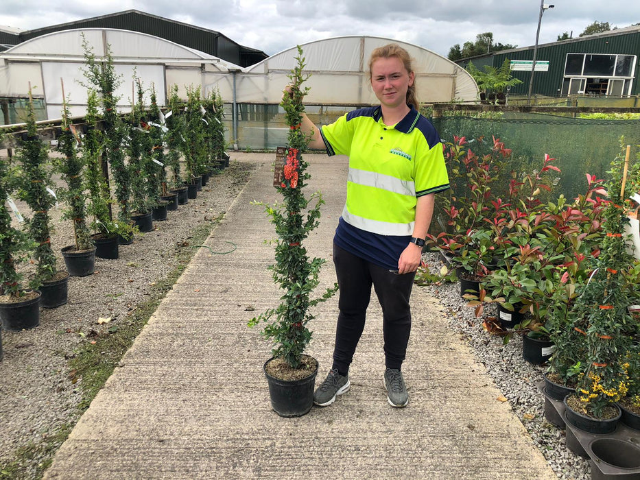 Pyracantha Red Sapphire 7.5 Litre Pot 125-150cm