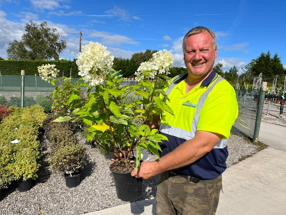 Hydrangea Paniculata Phantom 4.5 Litre Pot