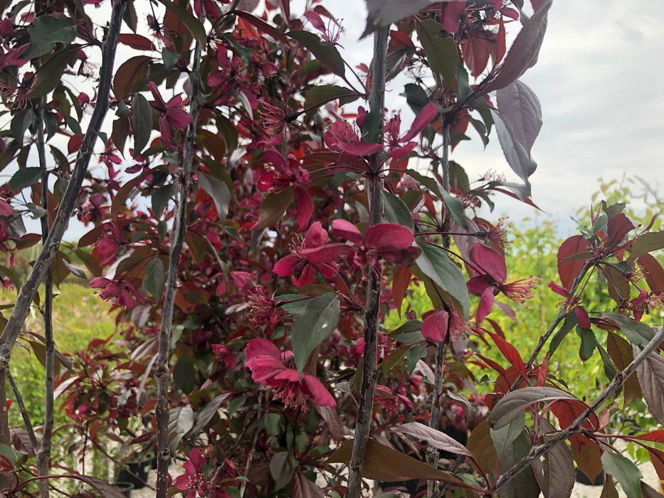 Malus Royalty Half Standard 15 Litre Pot