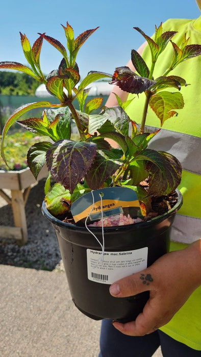 Hydrangea Mac. Sabrina 3 Litre Pot