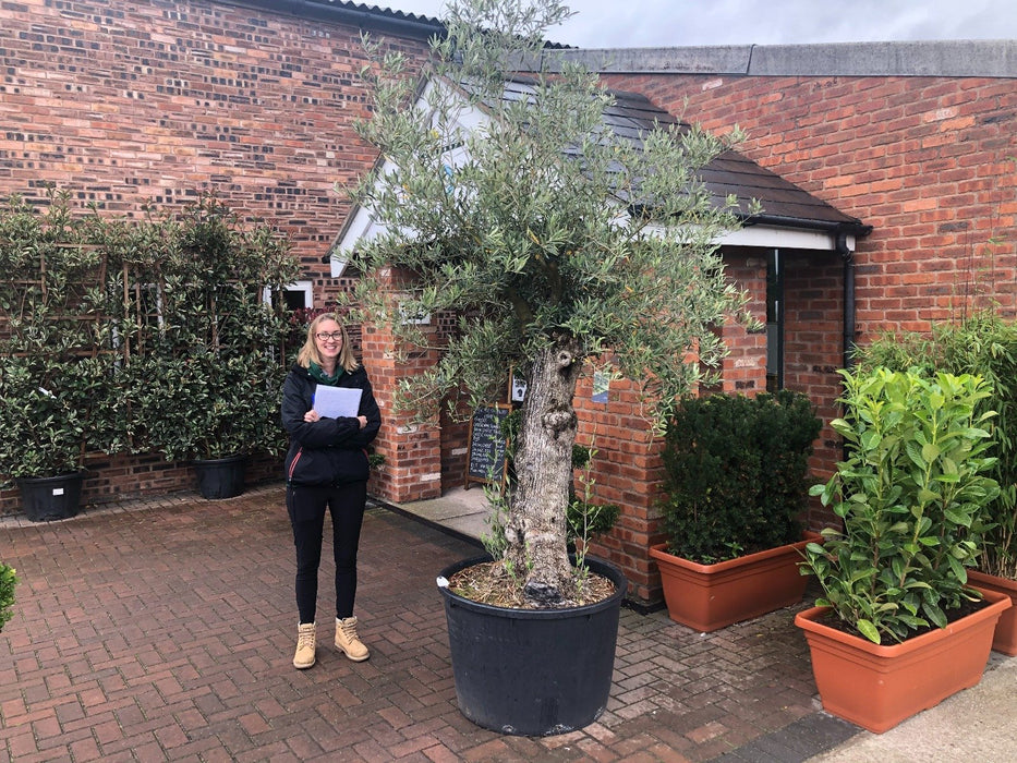 Olive Europea Smoothish Trunked Tree 180 Litre Pot