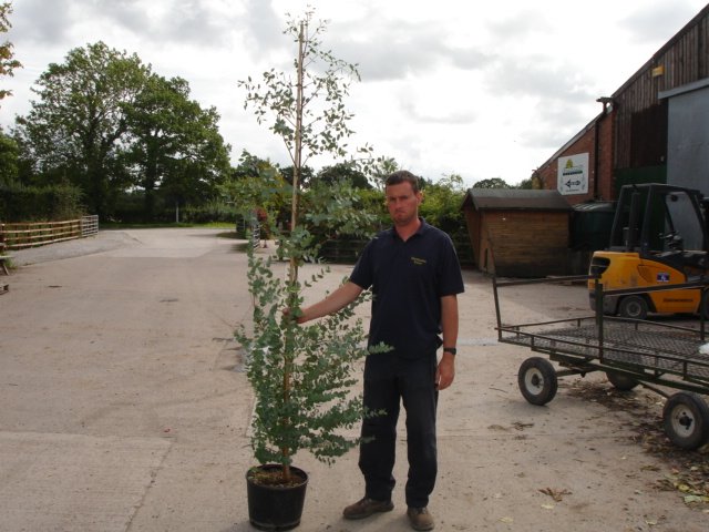 Eucalyptus Gunnii 15 Litre Pot