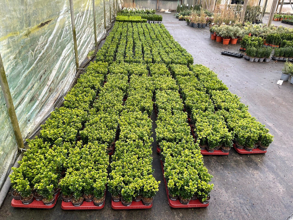 Box Hedging 9cm Pot 24 Tray Mega Pack