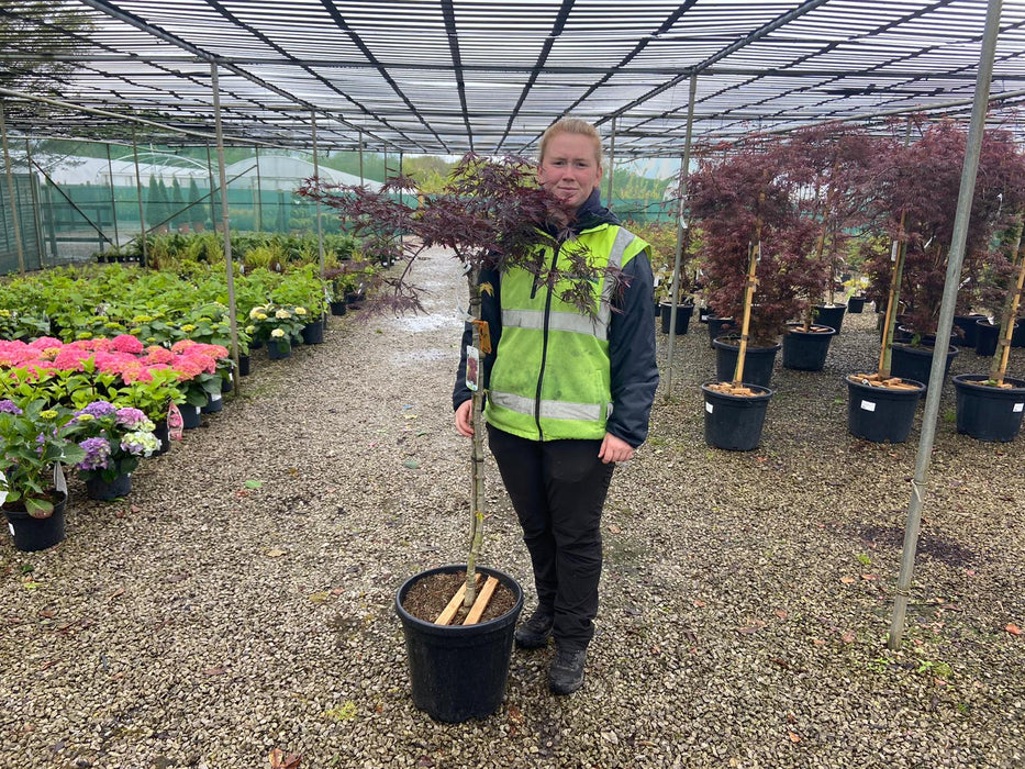 Acer palmatum Inaba Shidare Half Standard 25 Litre Pot