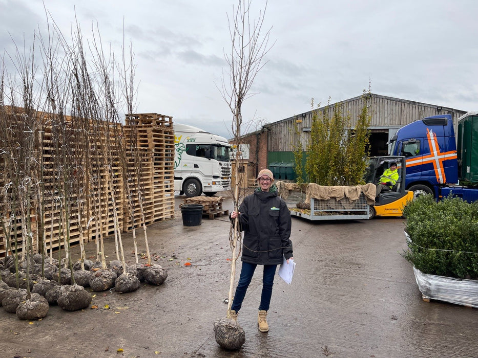 Betula Utilis Jacquemontii Rootballed 6/8cm Girth Delivery November