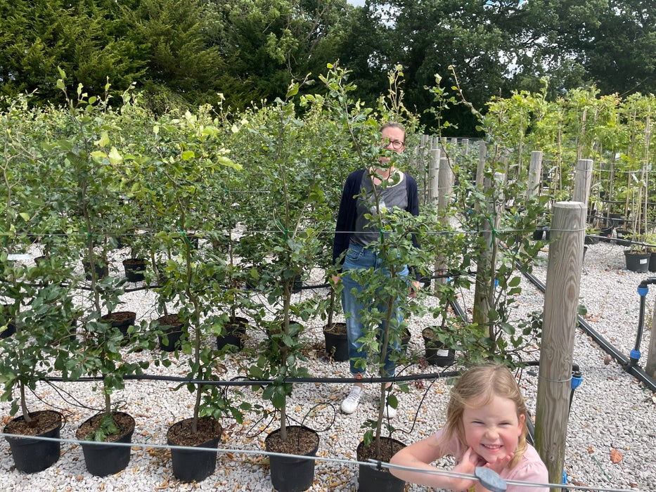 Beech Hedging Green 5 Litre Pot Grown 125/150cm