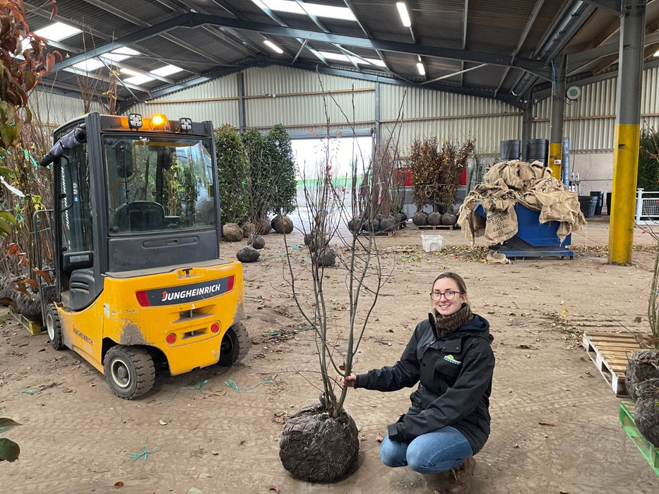 Amelanchier Lamarckii Multi Stem 175/200cm Rootballed Delivery November