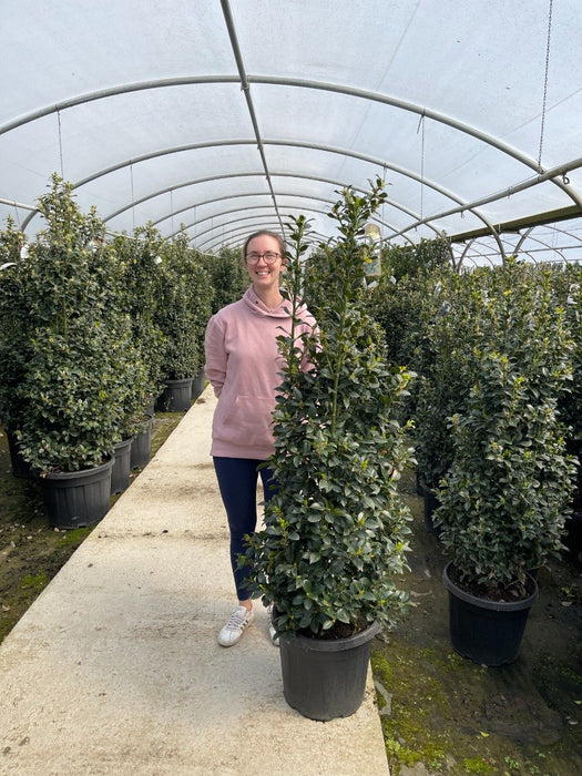 Ilex mes. Heckenfee Root Ball 160/180cm Extra Wide Delivery November