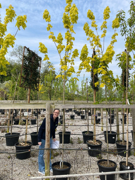 Acer Platanoides Princeton Gold 8-10cm Girth