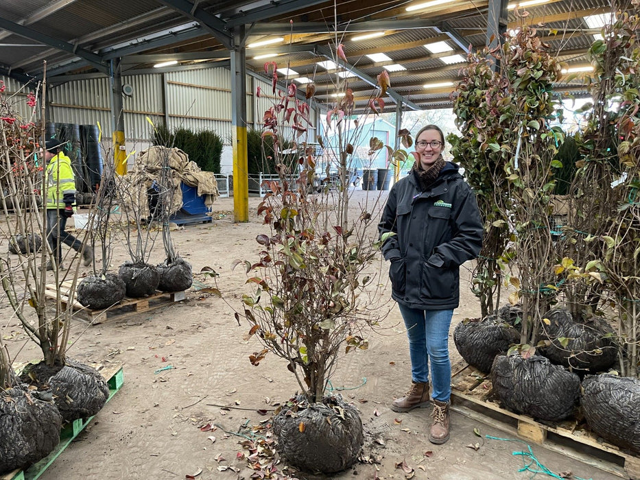 Cornus Kousa Chinensis Rootballed Multi Stem 150/175cm