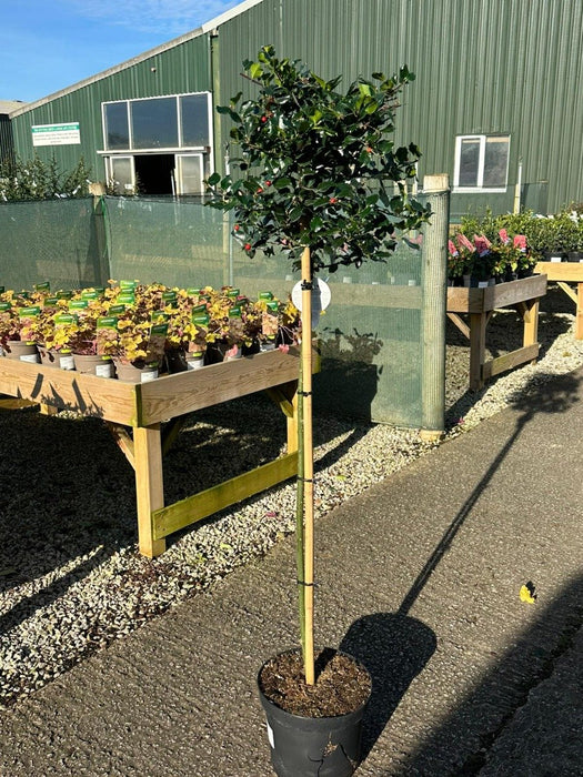 Ilex Blue Princess Half Standard 90cm Stem