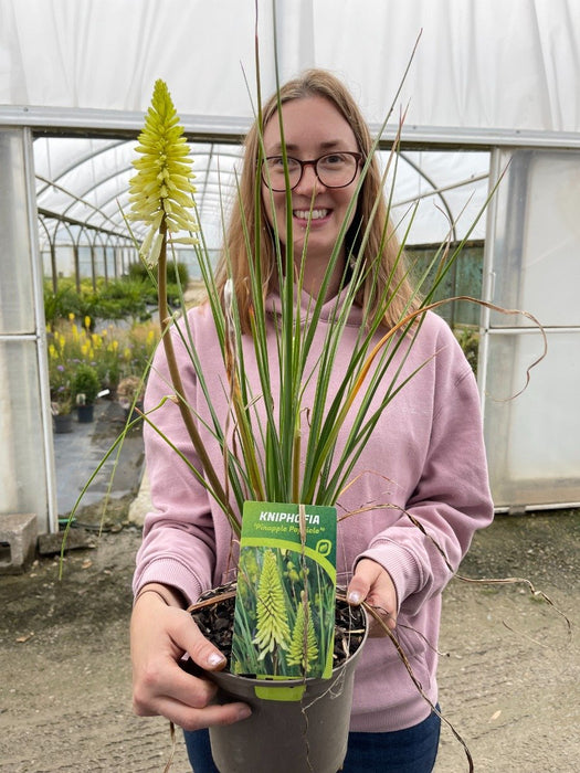 Kniphofia Pineapple Popsicle 2 Litre Pot