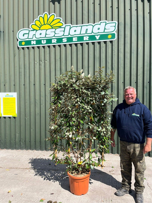 Elaeagnus Compacta Pleached Panel 150cm Tall 90cm Wide