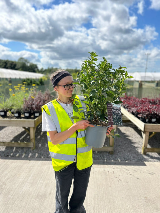 Viburnum Tinus 4.5 Litre Pot