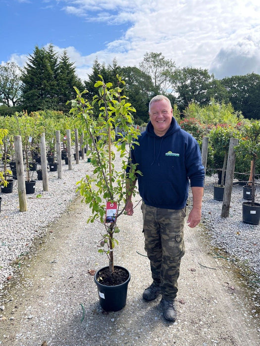 Plum Prunus Victoria 20 Litre Pot 8/10cm Girth Delivery November