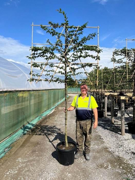 Carpinus B. Pleached Standard 10/12Girth 150 Stem 120 Tall x 120 Wide