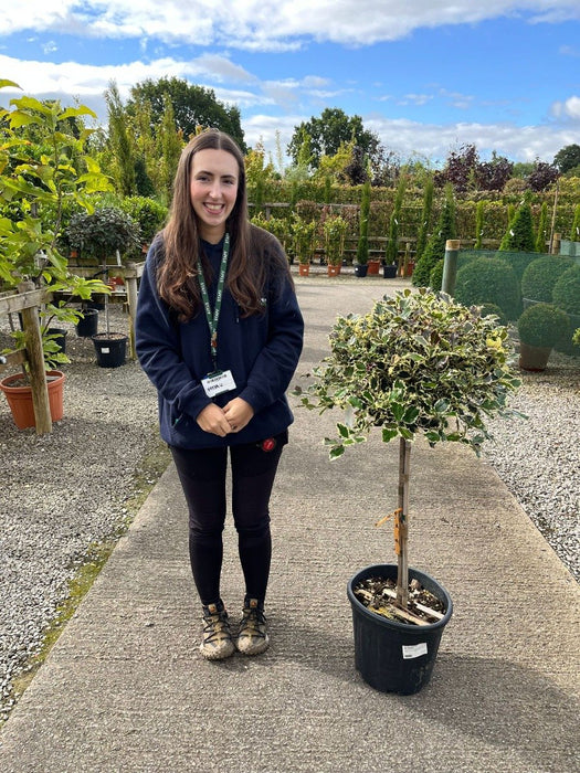 Ilex A. Argentea Marginata 15 Litre Pot 1/2 Standard