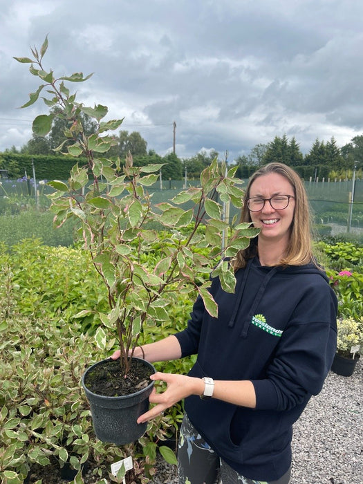 Cornus alba Miracle 3 Litre Pot