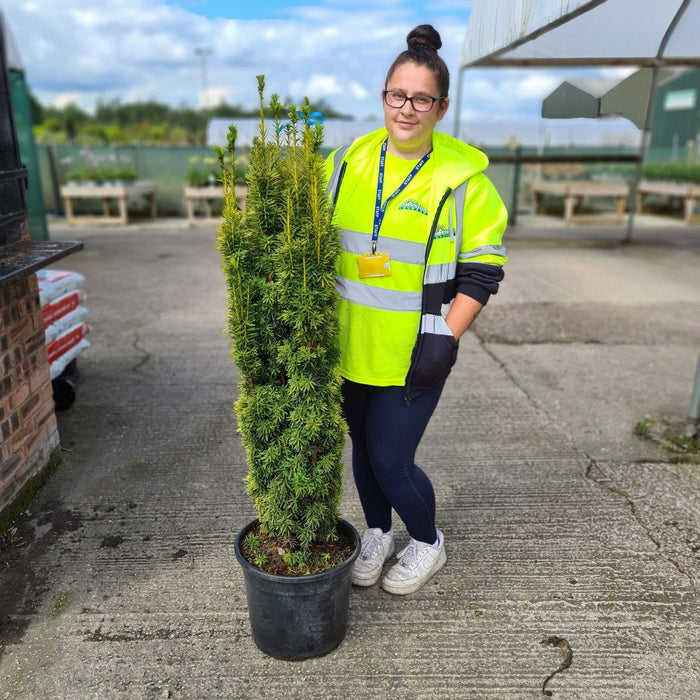 Yew Baccata David 20 Litre Pot 100/120cm