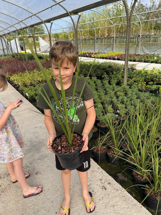 Cordyline Australis 3 Litre Pot