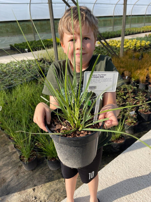 Cortaderia Mini Pampas 2 Litre Pot