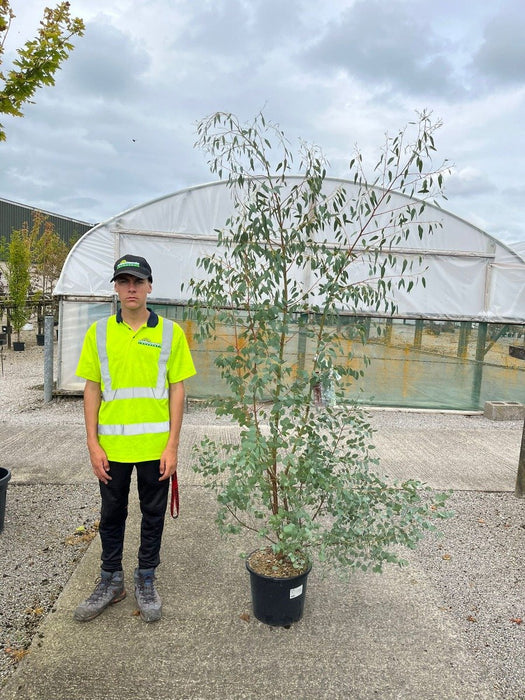 Eucalyptus Gunnii 15 Litre Pot