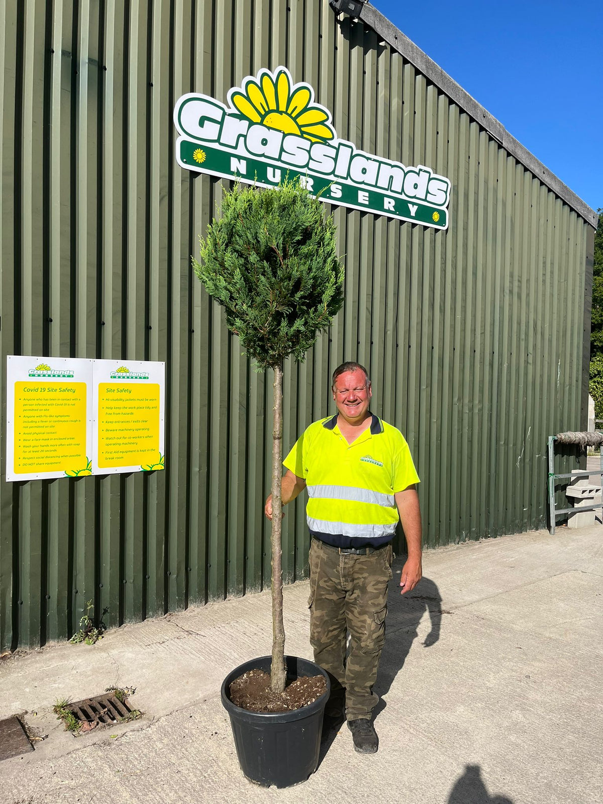 Cupressus Castlewellan Gold 3 4 Standard — Grasslands Nursery