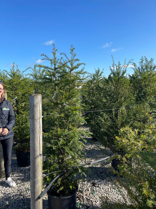 Yew Hedging 160/180cm Root Ball