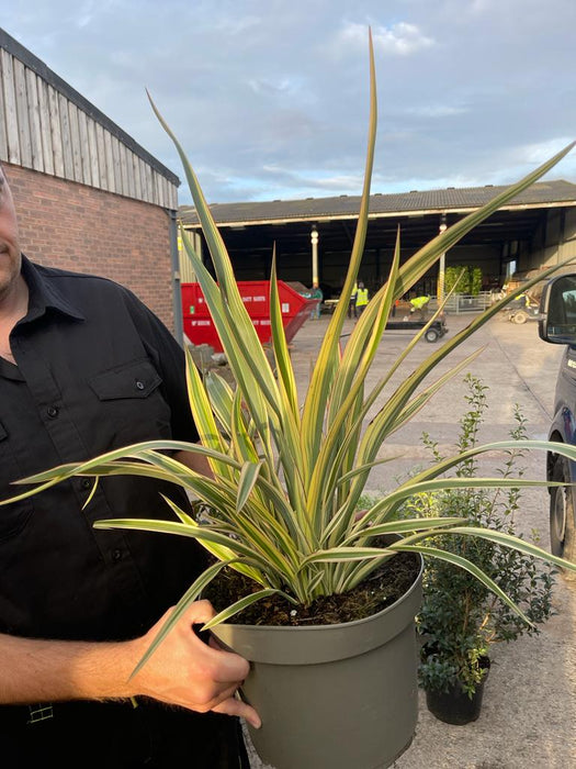 Phormium Tenax Tricolour 10 Litre