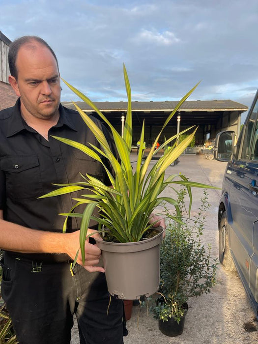 Phormium Tenax Yellow Wave 5 Litre