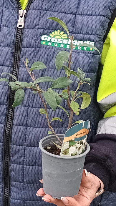 Chaenomeles speciosa Nivalis 3 Litre Pot