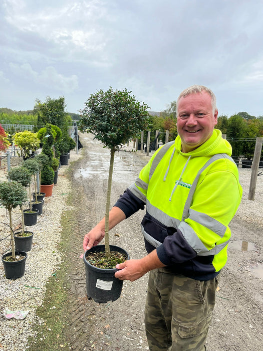 Ligustrum Delavayanum 1/4 Standard 18 Litre Pot