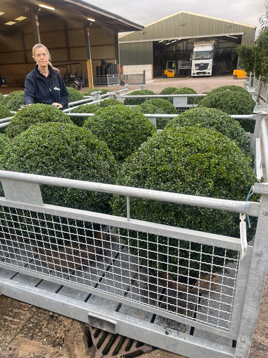 Buxus Ball 80cm Diameter Root Ball