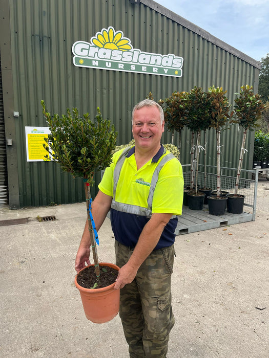 Azalea Jap. Red 9 Litre Pot 1/2 Standard