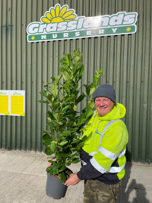 Laurel Hedging 7.5 Litre Pot 80/100cm