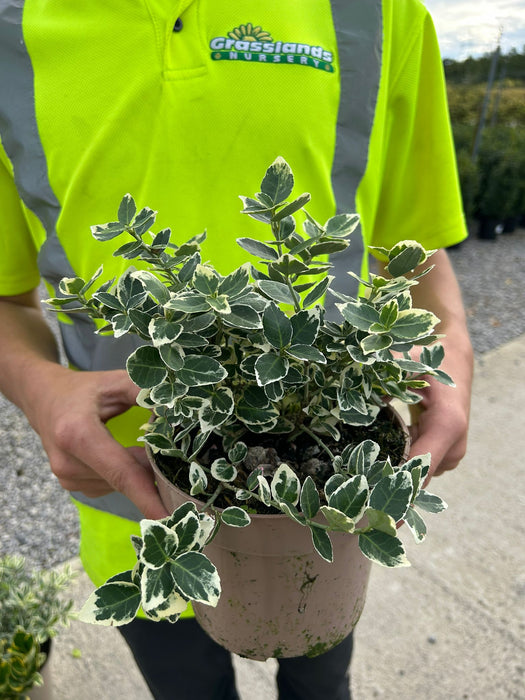 Euonymus fort. Silver Queen 2 Litre Pot