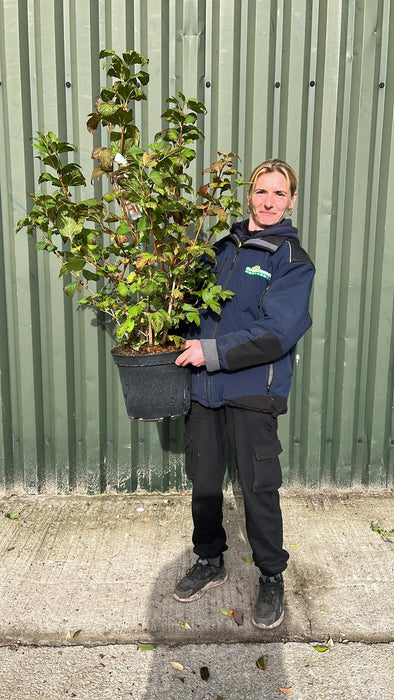 Viburnum opulus Roseum 10 Litre Pot