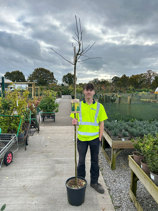 Laburnum wat. Vossii 18 Litre Pot 180cm Stem