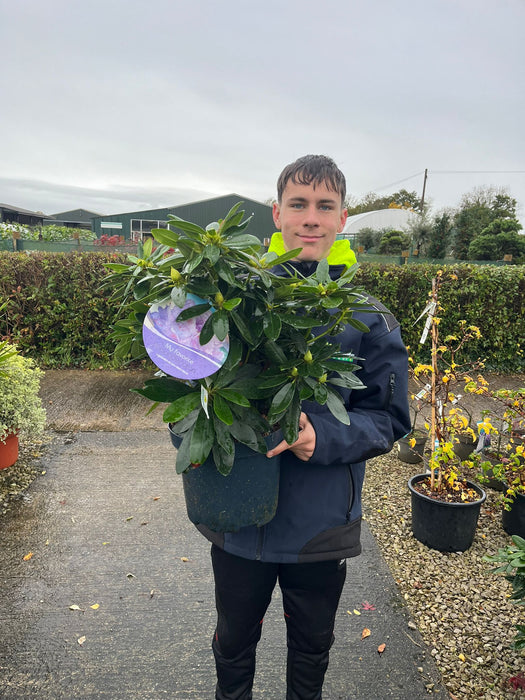 Rhododendron Hybrid Catawbiense Grandiflorum 7.5 Litre Pot